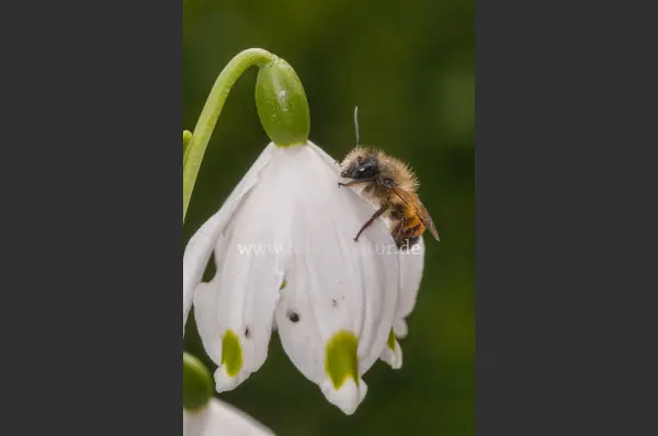 Fokus-Natur Bild