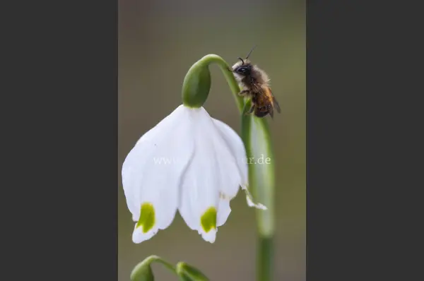 Fokus-Natur Bild