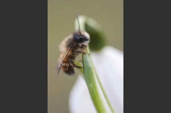 Fokus-Natur Bild