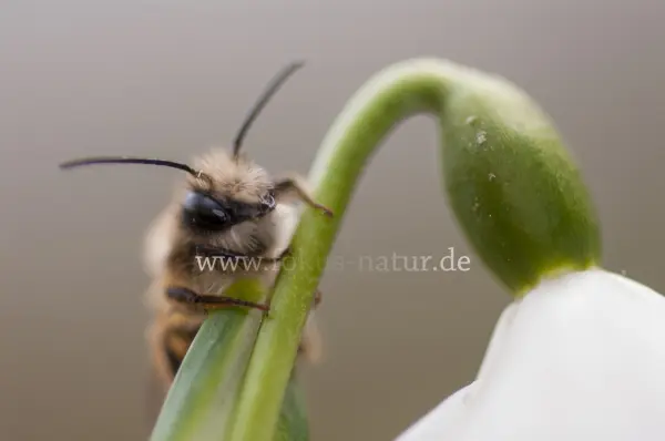 Fokus-Natur Bild
