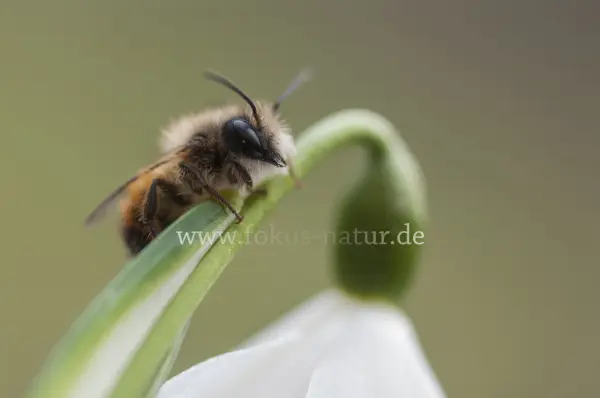 Fokus-Natur Bild