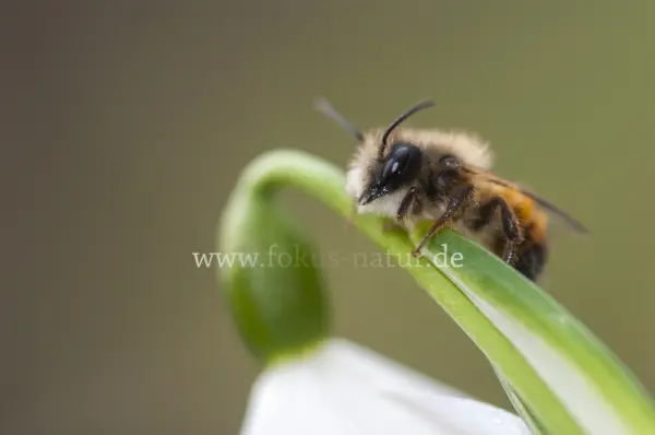 Fokus-Natur Bild