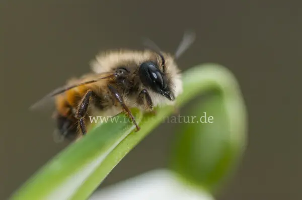 Fokus-Natur Bild
