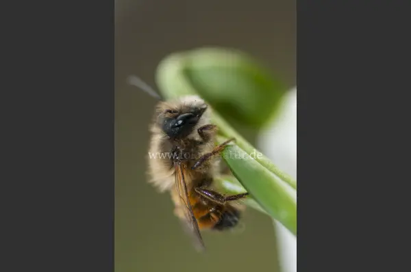 Fokus-Natur Bild
