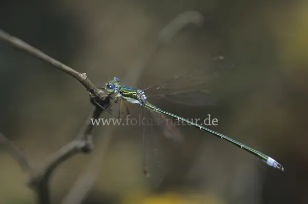 Fokus-Natur Bild