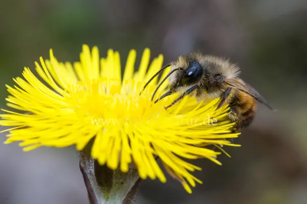 Fokus-Natur Bild