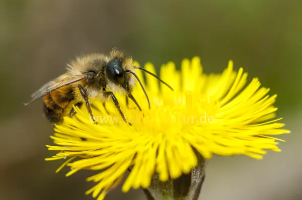 Fokus-Natur Bild