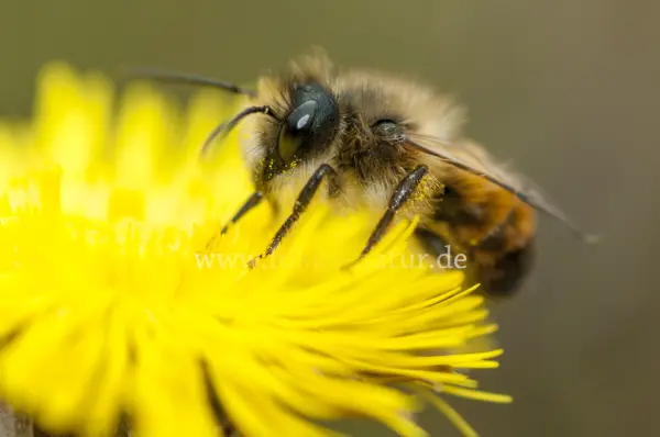Fokus-Natur Bild