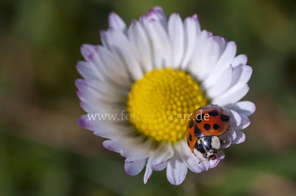 Fokus-Natur Bild