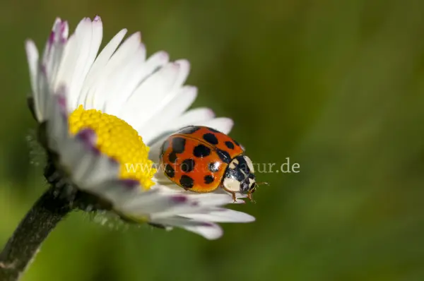 Fokus-Natur Bild