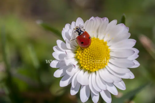 Fokus-Natur Bild