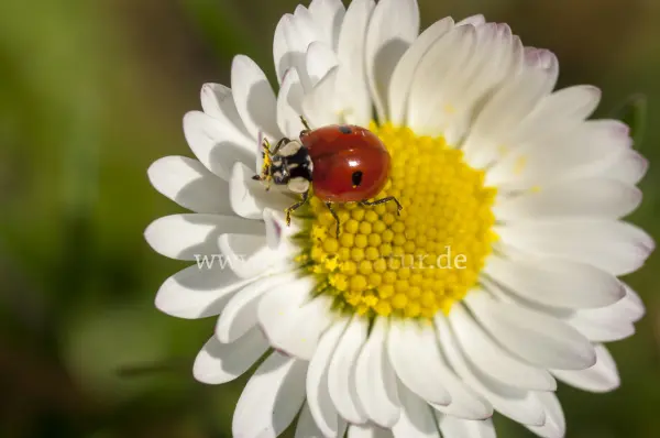 Fokus-Natur Bild