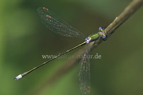 Fokus-Natur Bild