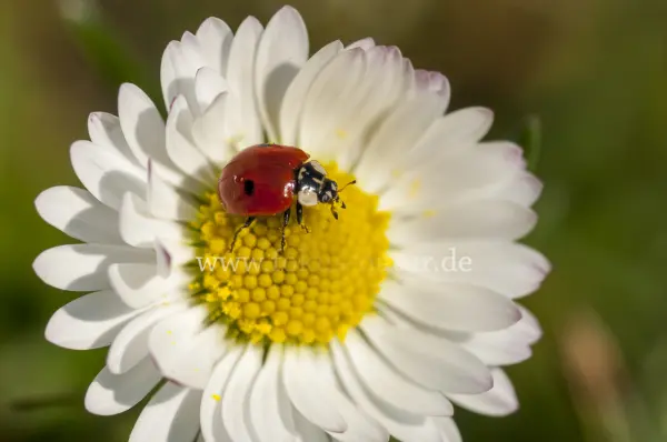 Fokus-Natur Bild