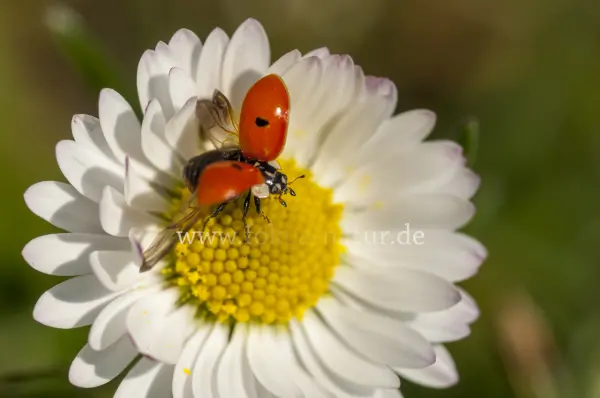 Fokus-Natur Bild