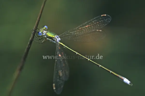 Fokus-Natur Bild