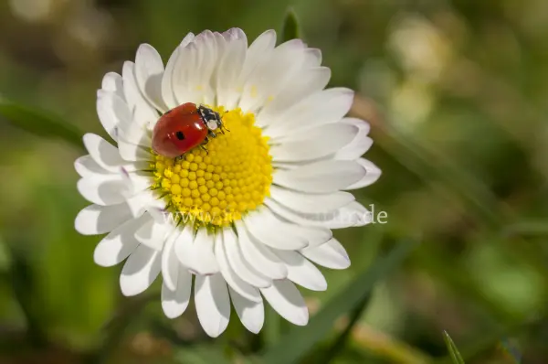 Fokus-Natur Bild