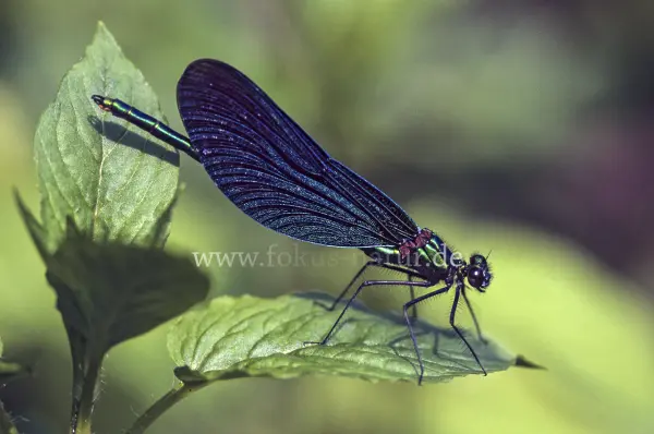 Fokus-Natur Bild