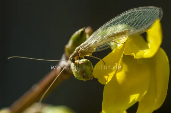 Fokus-Natur Bild