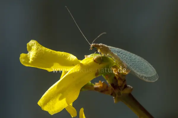 Fokus-Natur Bild
