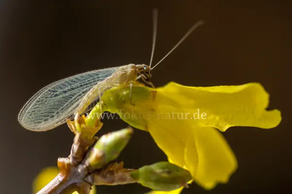Fokus-Natur Bild
