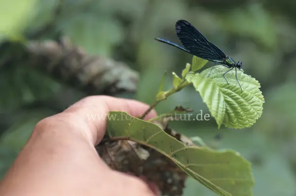 Fokus-Natur Bild