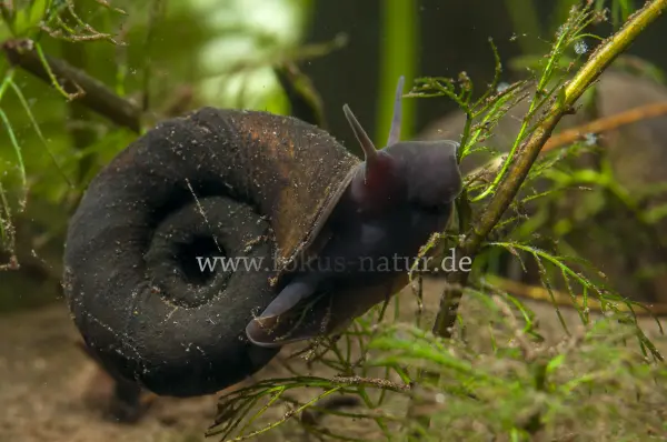Fokus-Natur Bild