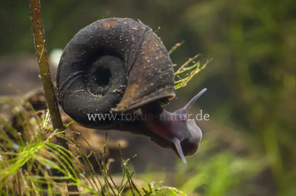 Fokus-Natur Bild