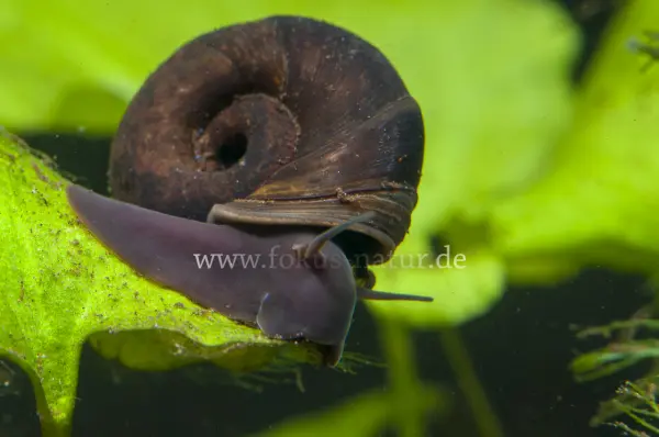 Fokus-Natur Bild