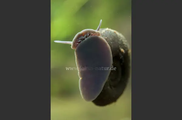 Fokus-Natur Bild