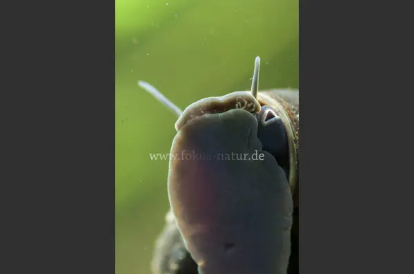 Fokus-Natur Bild