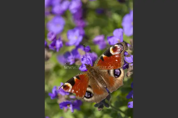 Fokus-Natur Bild