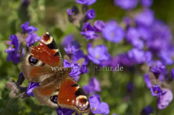 Fokus-Natur Bild