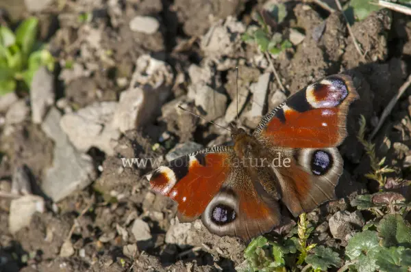 Fokus-Natur Bild