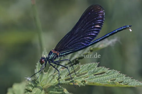 Fokus-Natur Bild