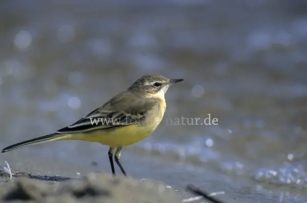 Fokus-Natur Bild