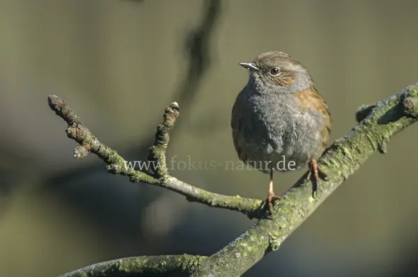 Fokus-Natur Bild