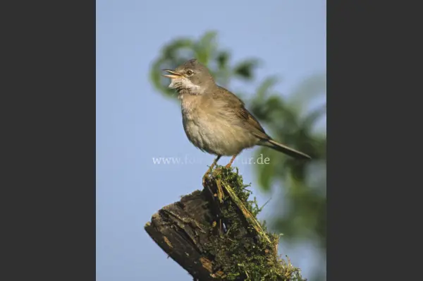 Fokus-Natur Bild