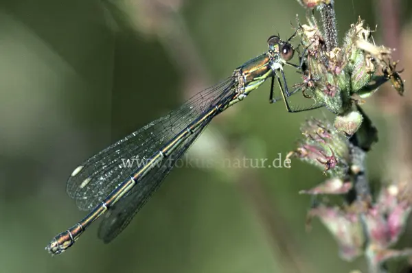 Fokus-Natur Bild