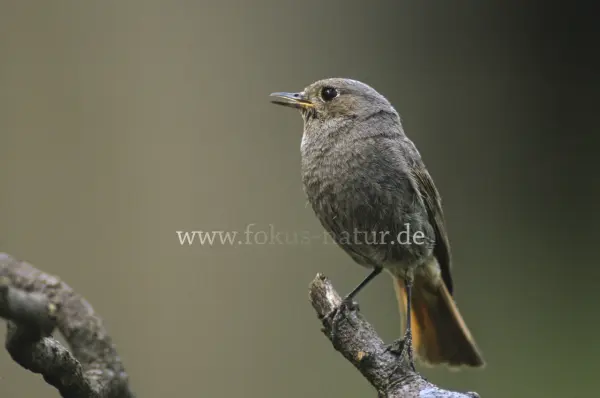 Fokus-Natur Bild