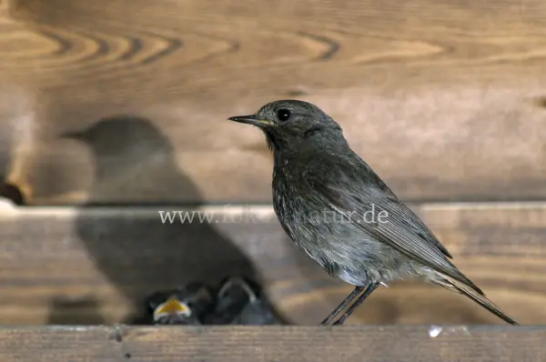 Fokus-Natur Bild