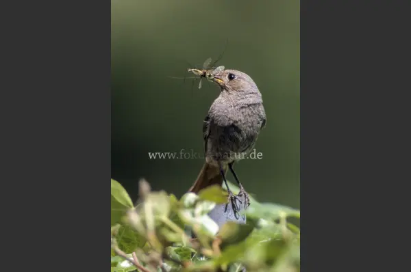 Fokus-Natur Bild