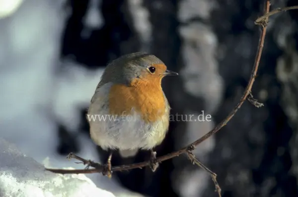 Fokus-Natur Bild