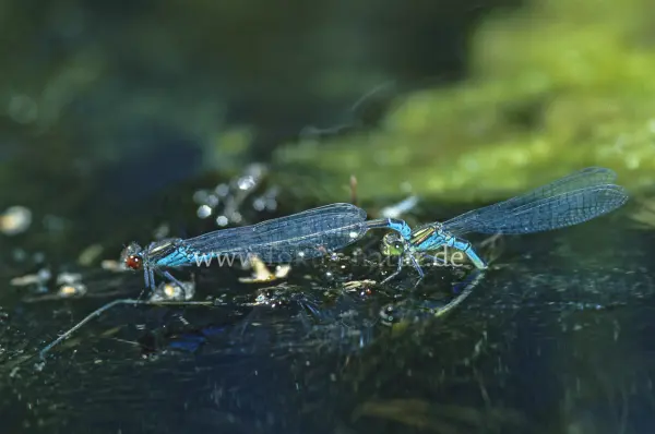 Fokus-Natur Bild
