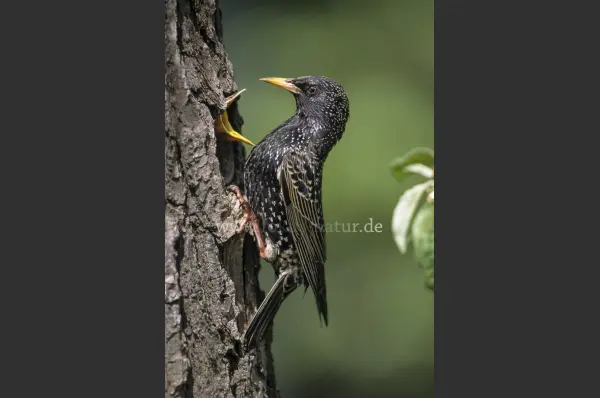 Fokus-Natur Bild