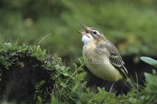 Fokus-Natur Bild