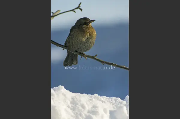 Fokus-Natur Bild