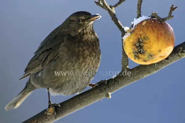Fokus-Natur Bild