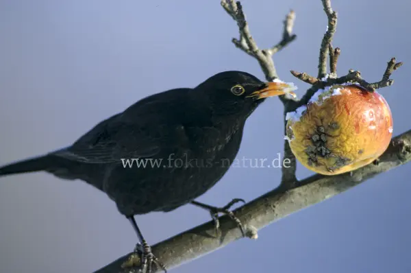Fokus-Natur Bild