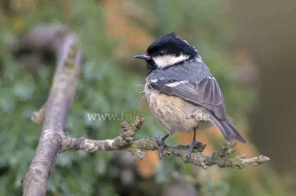 Fokus-Natur Bild